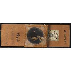 Bryozoan specimen in wooden microslide with handwritten labels.