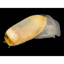 Marine snail with long cream shell and white body against black background.