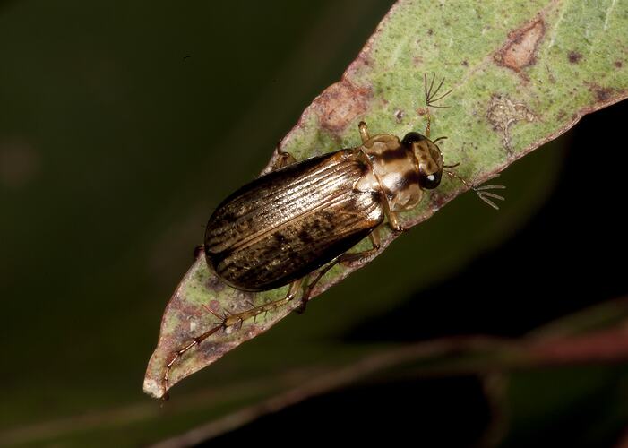Family Scarabaeidae, beetle. Budj Bim Cultural Heritage Landscape, Victoria.