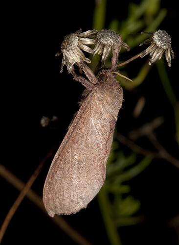 <em>Elhamma australasiae</em>, hepialid moth. Budj Bim Cultural Heritage Landscape, Victoria.