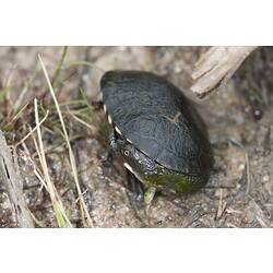 Long-necked turtle with head tucked round its shell.