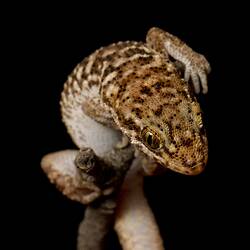 Mottled brown gecko on tip of twig.