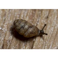 Bronze Pupasnail.