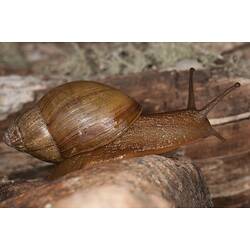 Large brown snail on bark.