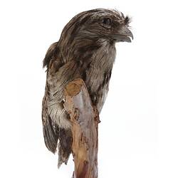 Taxidermied brown bird on branch.