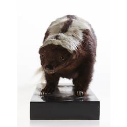 <em>Conepatus semistriatus</em>, Striped Hog-nosed Skunk, mounted specimen. Registration no. C 29994.