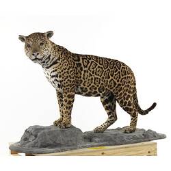 Jaguar mounted taxidermy specimen.