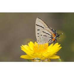 <em>Jalmenus evagoras</em>, Imperial Hairstreak Butterfly. Mitchell River National Park, Victoria.