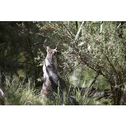 <em>Wallabia bicolor</em>, Swamp Wallaby. Mitchell River National Park, Victoria.