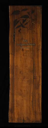 Timber Sample - Black Sallee, Eucalyptus stellulata, Victoria, 1885