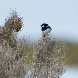 Blue, black and white bird on bush.