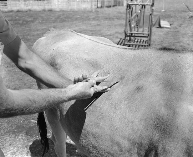 Man Needling a Cow, Victoria, Feb 1959