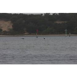 <em>Cygnus atratus</em>, Black Swan. Gippsland Lakes, Victoria.