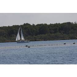 <em>Cygnus atratus</em>, Black Swan and <em>Chroicocephalus novaehollandiae</em>, Silver Gull. Gippsland Lakes, Victoria.