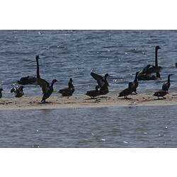 <em>Microcarbo melanoleucos</em>, Little Pied Cormorant, <em>Phalacrocorax sulcirostris</em>, Little Black Cormorant, <em>Anas castanea</em>, Chestnut Teal, and <em>Cygnus atratus</em, Black Swan. Gippsland Lakes, Victoria.