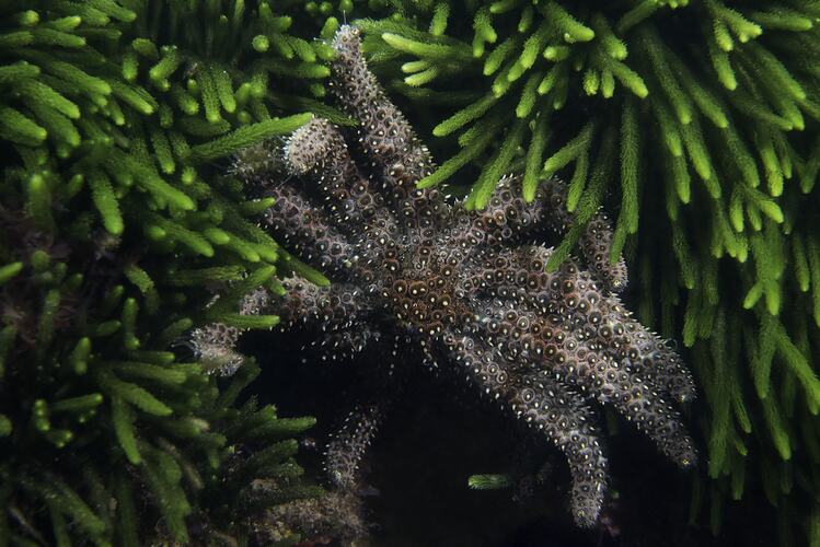 Grey and brown seastar in seagrass, dorsal view.