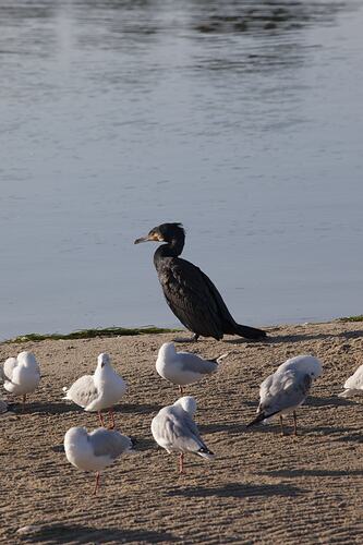 <em>Phalacrocorax carbo</em>, Great Cormorant and <em>Chroicocephalus novaehollandiae</em>, Silver Gull. Gippsland, Victoria.