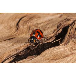 <em>Coccinella transversalis</em>, Transverse Lady Beetle. Neds Corner, Victoria.