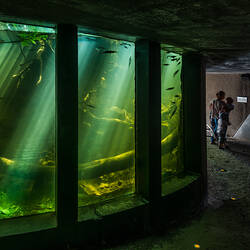 View of windows into an underwater scene lit by sunlight from the surface.