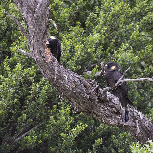 Two black and yellow birds on branch.