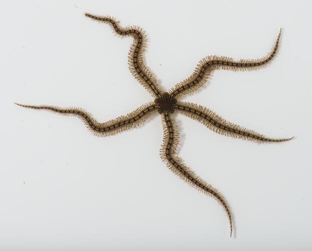 Brittle star with dark bands down arms.