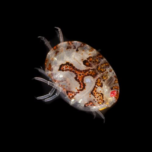 Round white crustacean with colourful spots.
