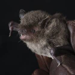 Small bat held by leather gloves.