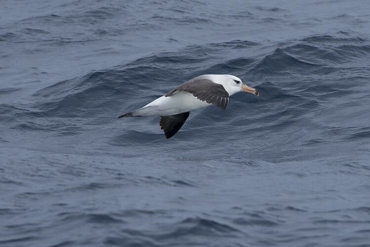 Campbell's Black-browed Albatross and Black-browed Albatross.