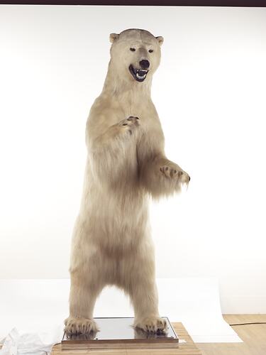 Taxidermied polar bear mounted standing on hindlegs.