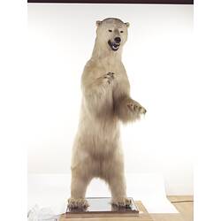 Taxidermied polar bear mounted standing on hindlegs.