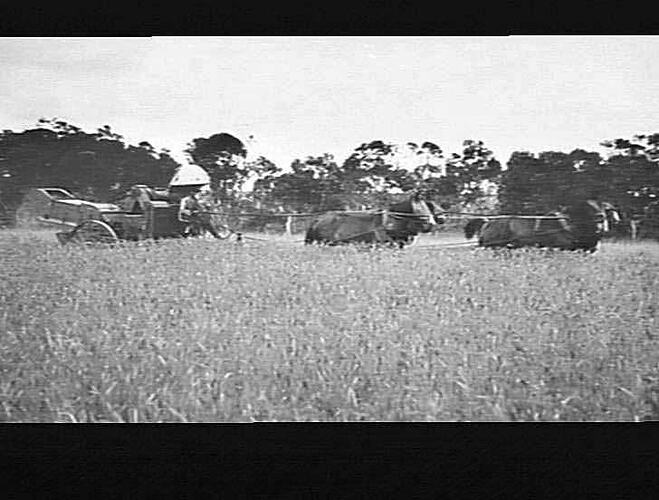 THESE TWO PHOTOS TAKEN (1920) ON MR J. W. COUGHLAN'S FARM OAKVALE