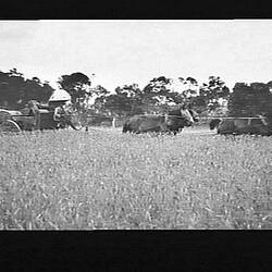 Photograph - H.V. McKay, Farm Equipment Manufacture & Field Trials, Oakvale, Victoria, 1920