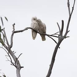 Two white cockatoos preening each other on branch.