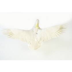 White bird mounted in flight, viewed from above.