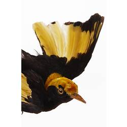 <em>Sericulus chrysocephalus</em>, Regent Bowerbird. [B 35057]