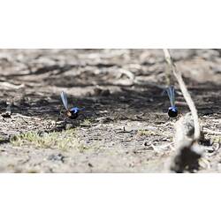 Two black and blue fairy-wrens, one with brown patches, on ground.