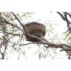 Cup-shaped nest on bare branch,