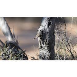 <em>Acanthiza uropygialis</em>, Chestnut-rumped Thornbill. Hattah National Park, Victoria.