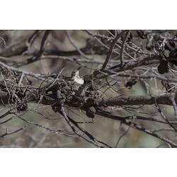 <em>Sugomel niger</em>, Black Honeyeater, juvenile in nest. Hattah National Park, Victoria.