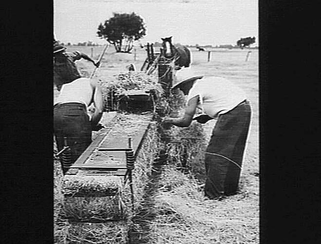 NO 2 HAY PRESS AT WORK GOVERNMENT FARM BINDIDUP, W.A: DEC 1940