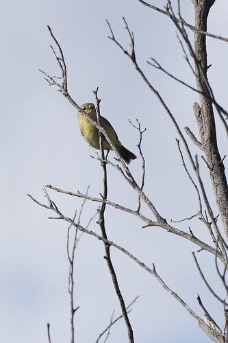 Small gold-tinged bird on bare branch.