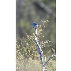 Small blue bird on stump.