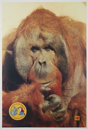 Poster - Kodak Australasia Pty Ltd, Camel, 'Capture Your Friends on Kodak Film', Jun 1982