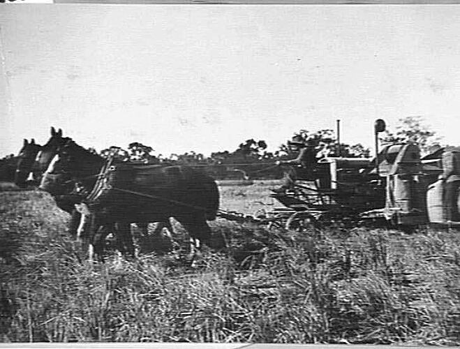RICE HEADER (MORRIS ENGINE) ON MR DUFFEY'S FARM, LEETON N.S.W.: JUNE 1929