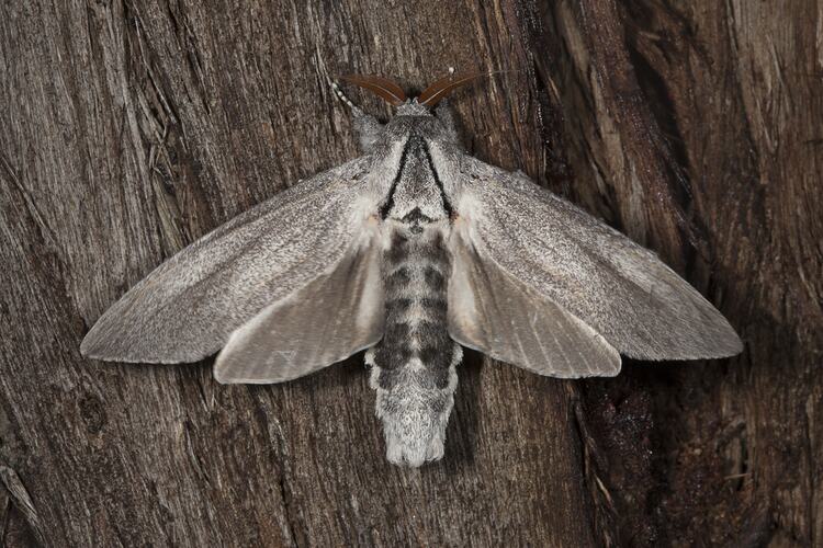 Grey and white moth on bark, wings spread.