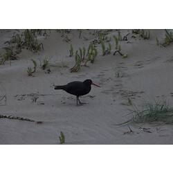 Black bird with red beak on sand.