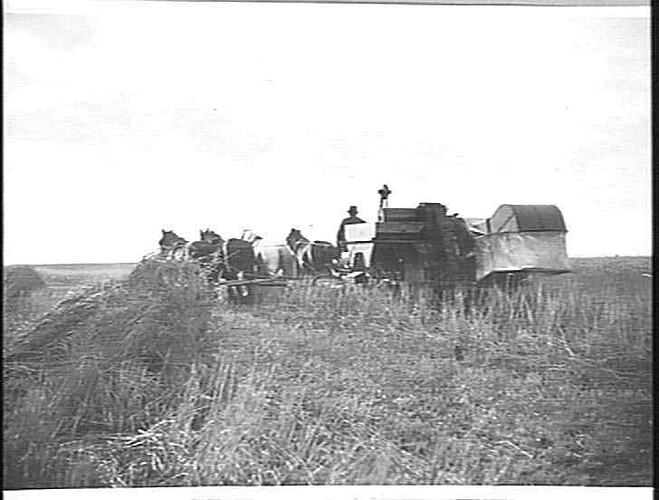 8 FT. ENGINE-FUNCTIONED HEADER IN A 10 BAG WHEAT CROP ON MR. F. J. BLACK'S FARM, BUCKLEY: JAN 1930
