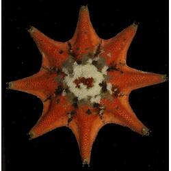 Eight-armed seastar with mottled white and black centre and red arms.