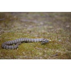 Tiger Snake coiled on mossy ground.