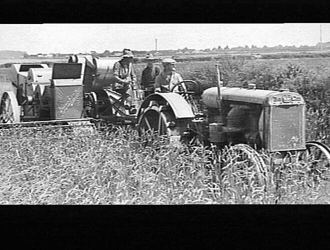 8 FT STANDARD HEADER HARVESTING SOLID STRAW TUSCAN WHEAT ON THE FARM OF A. PHILLIP'S, WEEEDON, NEW ZEALAND
